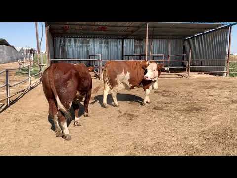 Cow series that don't like bulls 1