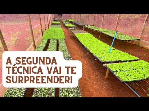 COMO GERMINAR SEMENTES DE HORTALIÇAS DA FORMA CORRETA