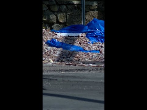 Thousands of pounds of squid spilled on road