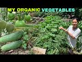 Cleaning my Green Vegetable Garden | Daily Lifestyle of Remote Area | Naga Mom Lifestyle in Village