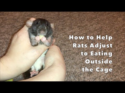 Tips on Helping Rats Adjust to Eating Outside the Cage