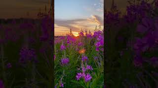 Download lagu Beautiful Sunrise & flowers #nature #shorts mp3 Download lagu Beautiful Sunrise & flowers #nature #shorts mp3