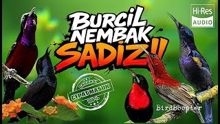 Download lagu INI WAJIB!! MASTERAN BURCIL TEMBAKAN TAJAM AUTO JUARA!! mp3