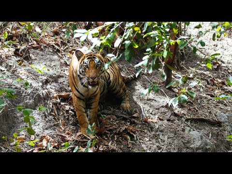 Wildlife Photography Secrets from Inside Bandhavgarh!