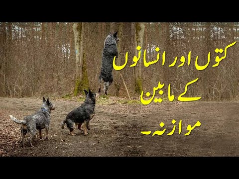 Poetry | Comparison Between Dogs and Human Being Saeed Aslam | Whatsapp Status 2019