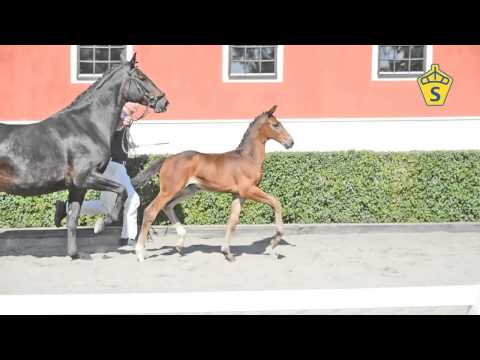 SWB Elitfölauktion 2015 - 22. Messie e. Barosso - Master