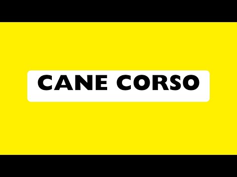 How to Pronounce Cane Corso in American English