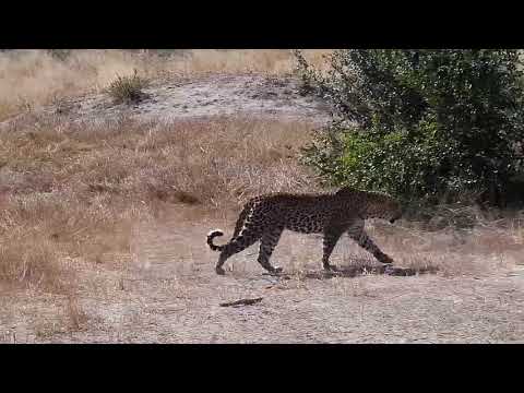 Djuma: Leopard-Hosana moves from behind pan to side of road in shade - 10:39 - 06/01/19