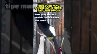 Download lagu JENIS VOER YANG COCOK UNTUK MURAI BATU TIPE DINGIN #rawatanmuraibatu #muraibatugacor #muraibatu mp3