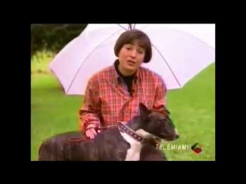 TORO DE LIDIA VS BULL TERRIER INGLES.