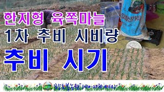 한지형육쪽마늘 1차 추비량, 추비시기는 이맘때가 적당하다.