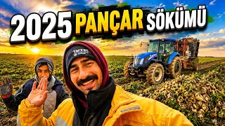 2025 PANCAR SÖKÜMÜ...  BU SENE SON PANCAR.