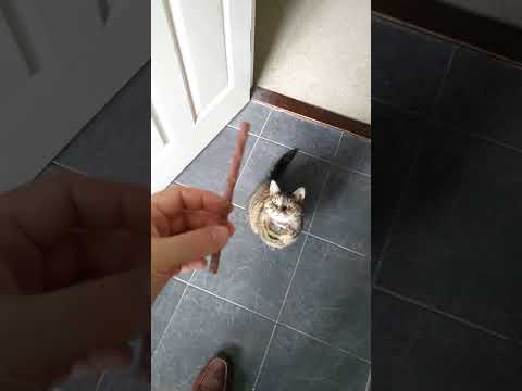 To have the patience of a saint