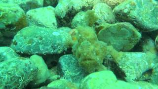 preview picture of video 'frogfish yellow walking (Antennarius)'