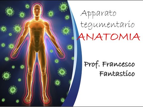 Apparato tegumentario - ANATOMIA