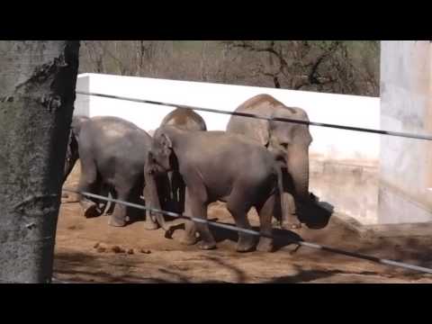 Zoo Praha 13.4.2013 (sloni a slůně)