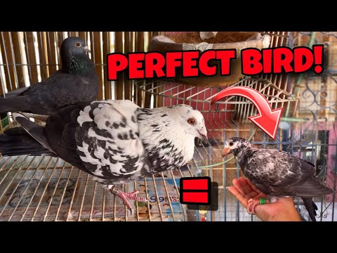 1ST TIME KO MAKUHA ANG KULAY NA OFF COLOR NA TO!