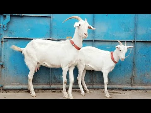 download lagu mp3 mp4 Goat Milk In Mumbai, download lagu Goat Milk In Mumbai gratis, unduh video klip Goat Milk In Mumbai