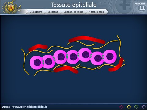 Histology 11 - Endocrine glandular epithelium