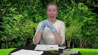 BOYS AND GIRLS CLUB   HOLLY ART NATURE