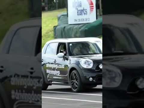 Meet porter The World's First Driving Dog