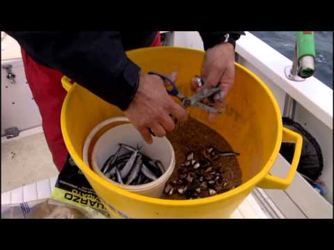 Italian Fishing Tv - Tubertini - Tanute de' Livorno