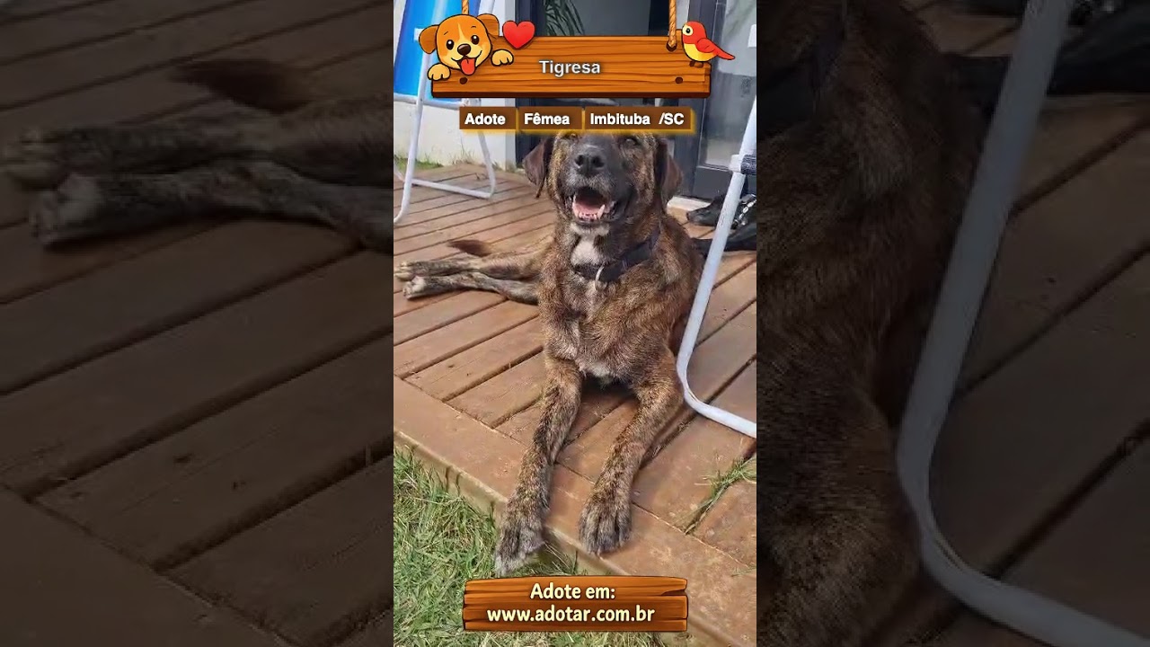 Cachorro raça SRD-ViraLata idade 2 anos nome Tigresa