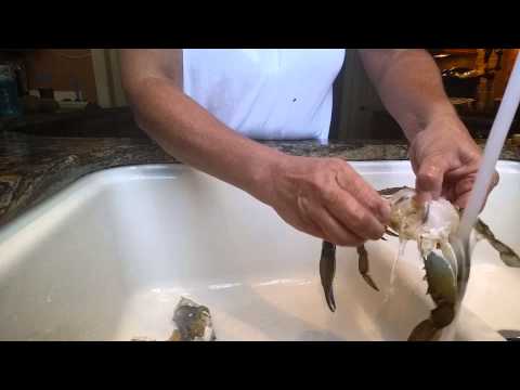 download lagu mp3 mp4 How To Clean Crab Before Cooking, download lagu How To Clean Crab Before Cooking gratis, unduh video klip How To Clean Crab Before Cooking