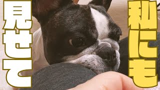 秒で食べる愛犬😳