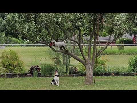 Jack Russell climbs a tree to get a ball