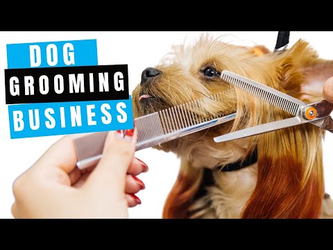 How to Start a Dog Grooming Business | Plus a Free Start-Up Guide