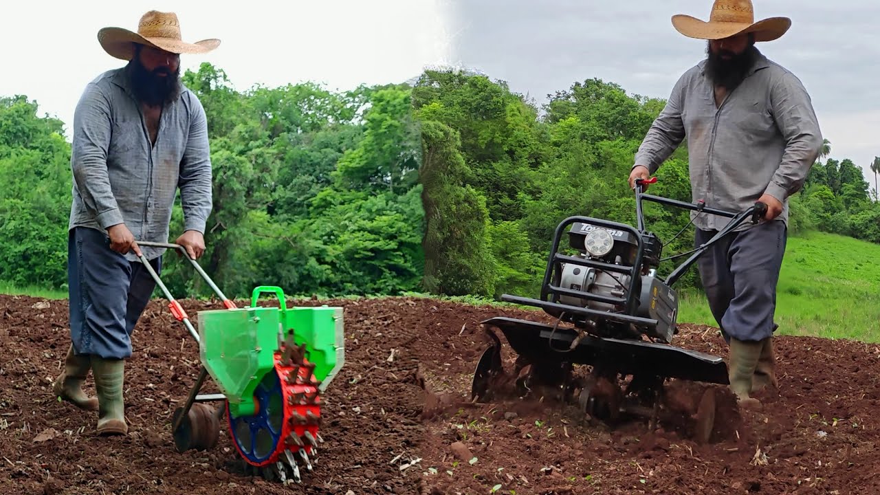 garantido as feijoadas, plantando feijão para o consumo da família