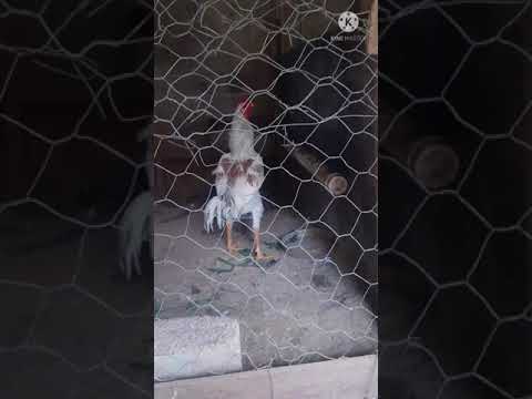 Como saber se o Galo está afim da Franguinha | #Alemao #Delegalo # Arrepiado #Shorts