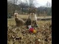 Helix The Wobbly Cat And His Amazing Journey