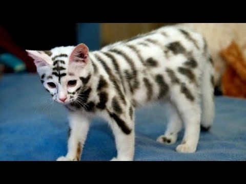 15 very expensive and rare cat breeds