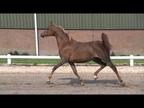 Akanza Kossack (Kanz Albidayer x Abakana Kossack by Balaton)