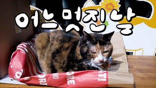 [v-log] 봄날, 고양이와 책, 빵지순례, 산책길, 완벽했던 미야옹철의 원픽 동네는?!