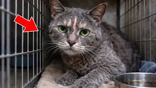 No One Wanted to Adopt This Cat — Until a Volunteer Noticed Something