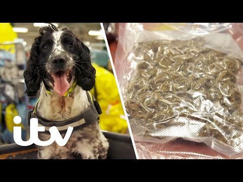 Border Force Sniffer Dog Finds Drugs Hidden in a Package! | Heathrow: Britains Busiest Airport