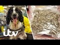 Border Force Sniffer Dog Finds Drugs Hidden in a Package! | Heathrow: Britains Busiest Airport Border Force Sniffer Dog Finds Drugs Hidden in a Package! | Heathrow: Britains Busiest Airport
