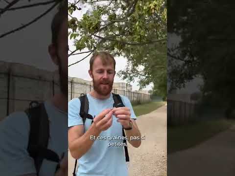 Ash tree seeds are delicious!