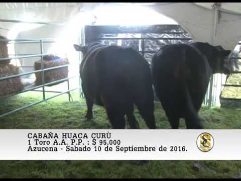 10-09-16 Venta de Toros A.A. P.P. - Cabaña Huaca Curù - Azucena.