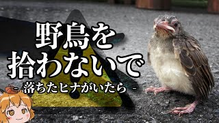 【注意】落ちた野鳥を拾ってはいけない本当の理由とは…