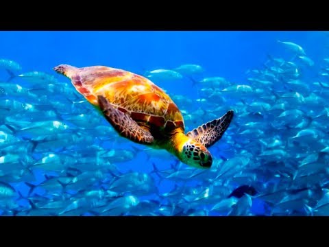 download lagu mp3 mp4 Blue Planet Live, download lagu Blue Planet Live gratis, unduh video klip Blue Planet Live