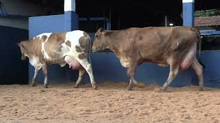 Vídeo 8 - 1ª ETAPA MEGA LIQUIDAÇÃO TOTAL AGROPECUÁRIA MARAJOARA - DIA 4 | GADO GIROLANDO E HOLANDÊS