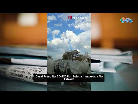 Boiada fecha GO-230 entre Padre Bernardo e Mimoso de Goiás e causa tensão no trânsito