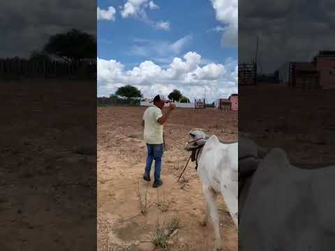 GARROTES PASSADO DE CARRO A VENDA EM BETÂNIA PE CONTADO 87 98166/3174 FALA COM ROMERINHO.