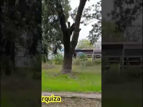 Monte Caseros Corrientes Argentina #ferrocarrilurquiza #trenesargentinos #amigostreneros  2026