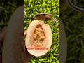 World S Biggest Passionfruit Meet The Giant Granadilla Farming Diy Homestead