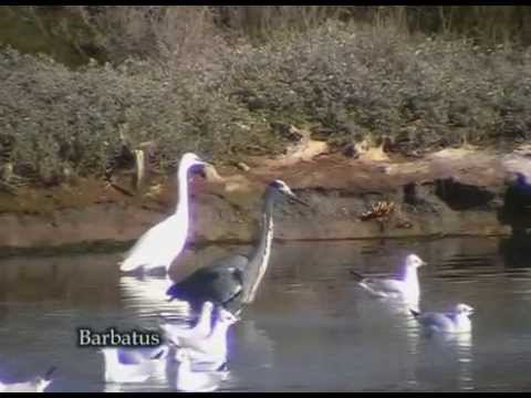 Garza real ( Ardea cinerea )  Grey Heron